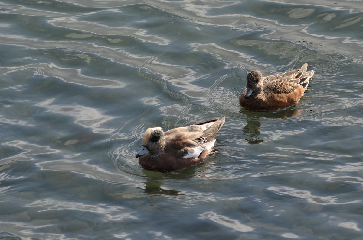 American Wigeon - ML643772916