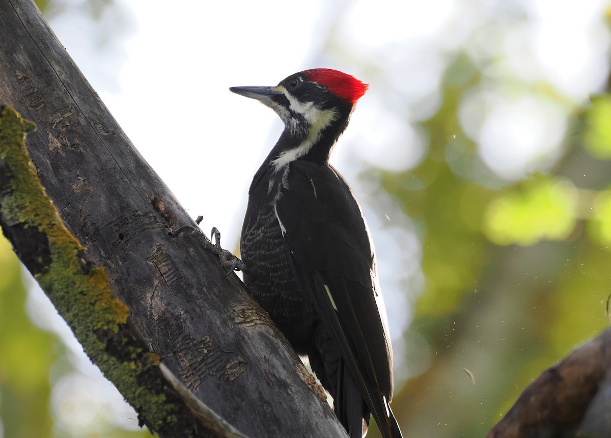 Pileated Woodpecker - ML643772917