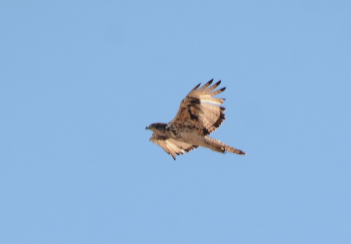 Buteo sp. - ML643772918