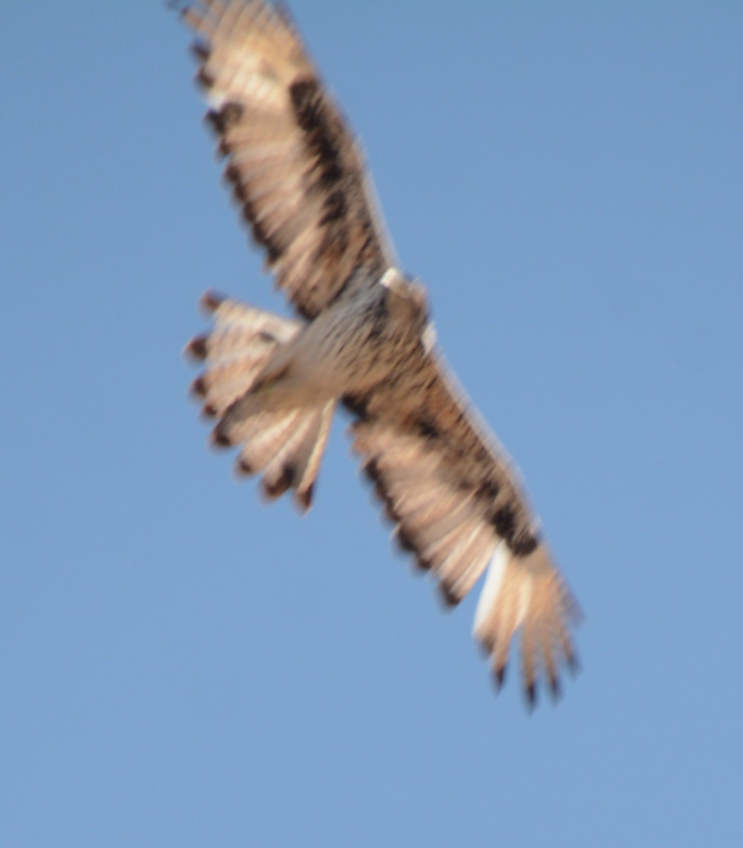 Buteo sp. - ML643772919