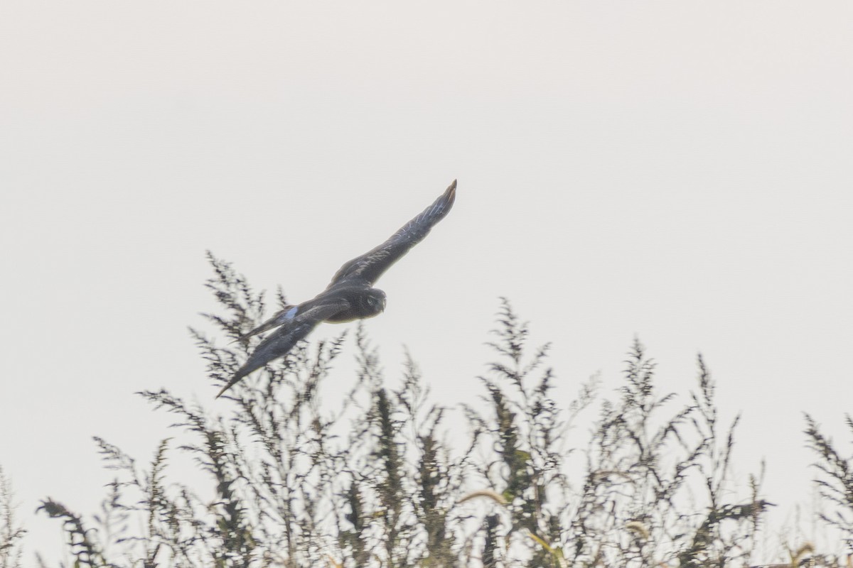 Northern Harrier - ML643772921