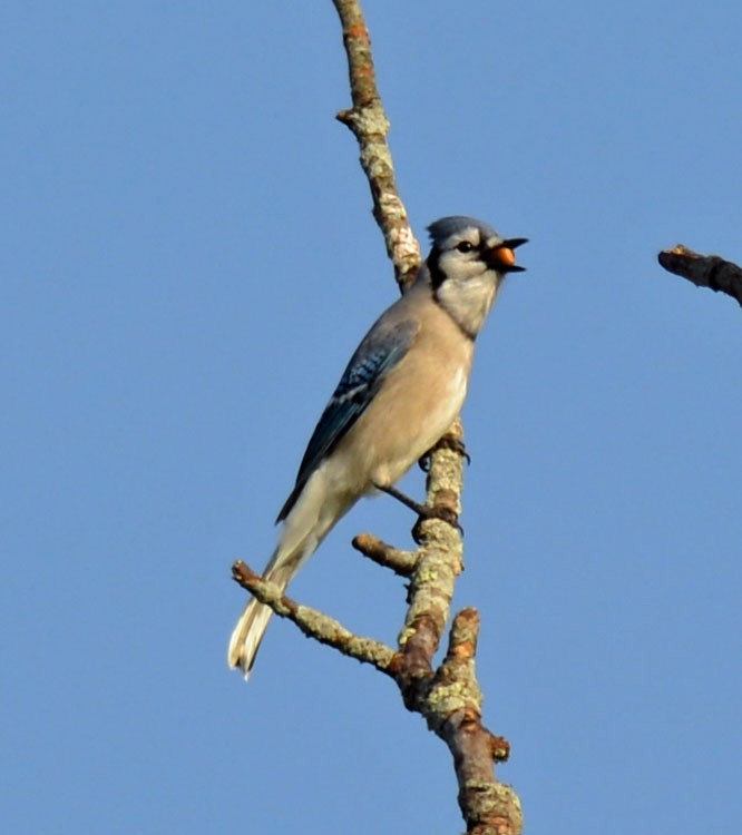Blue Jay - ML643772922
