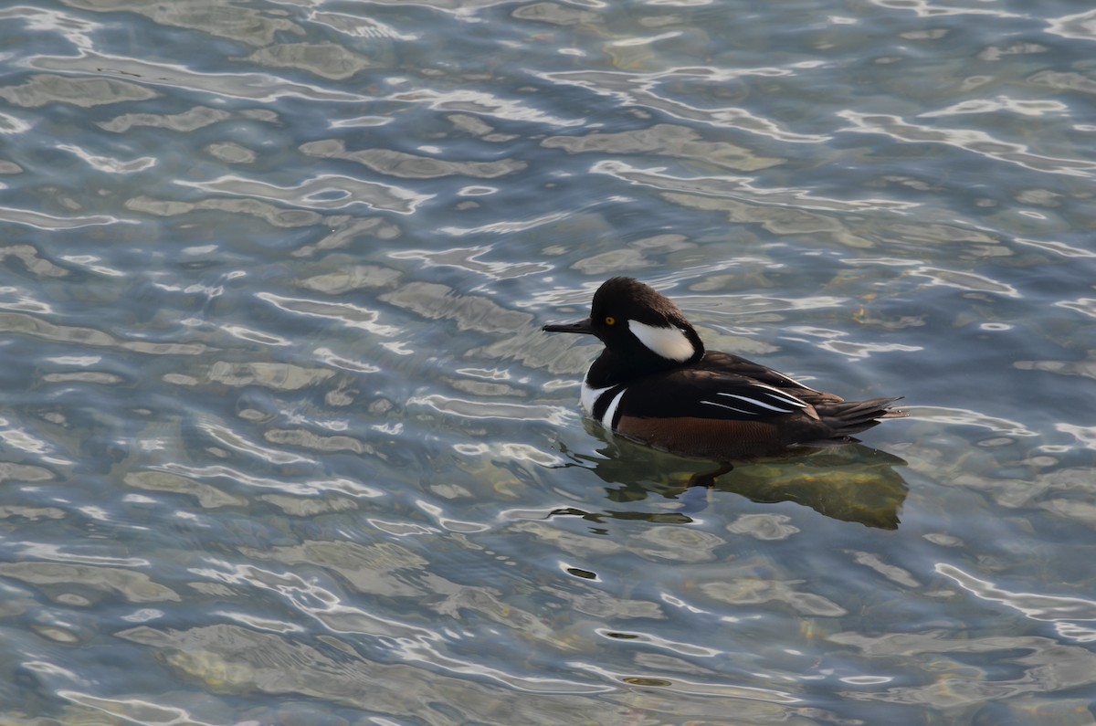 Hooded Merganser - ML643772927
