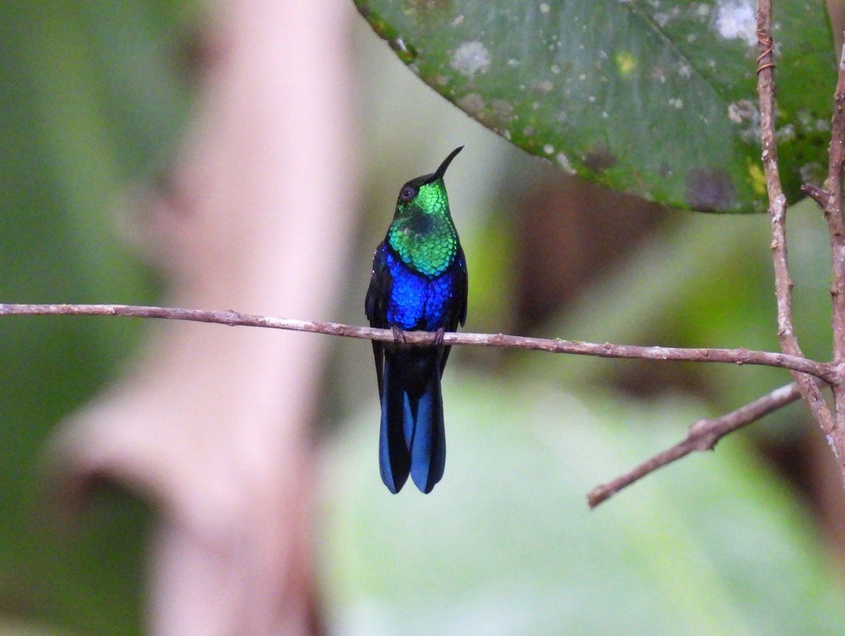 Blue-tailed Emerald - ML643772929