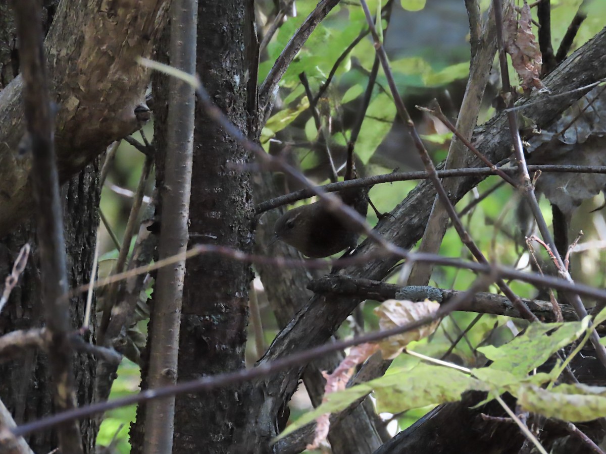 Winter Wren - ML643772930