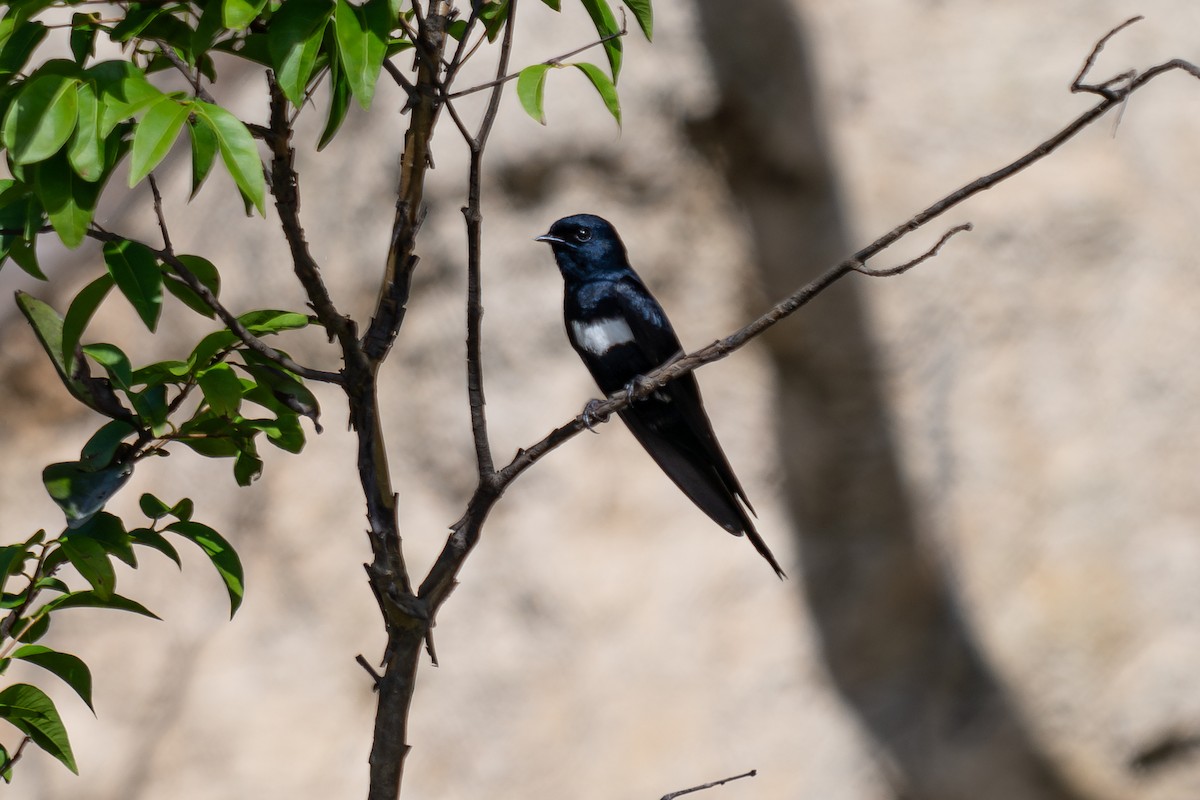 White-banded Swallow - ML643772939