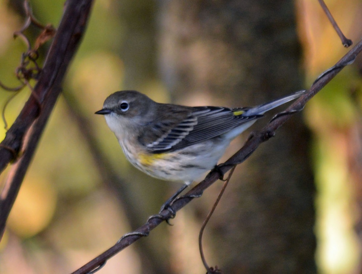 lesňáček žlutoskvrnný (ssp. coronata) - ML643772941