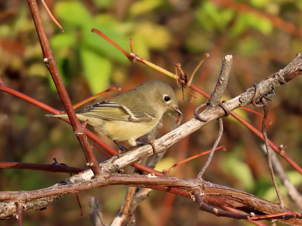Ruby-crowned Kinglet - ML643772942