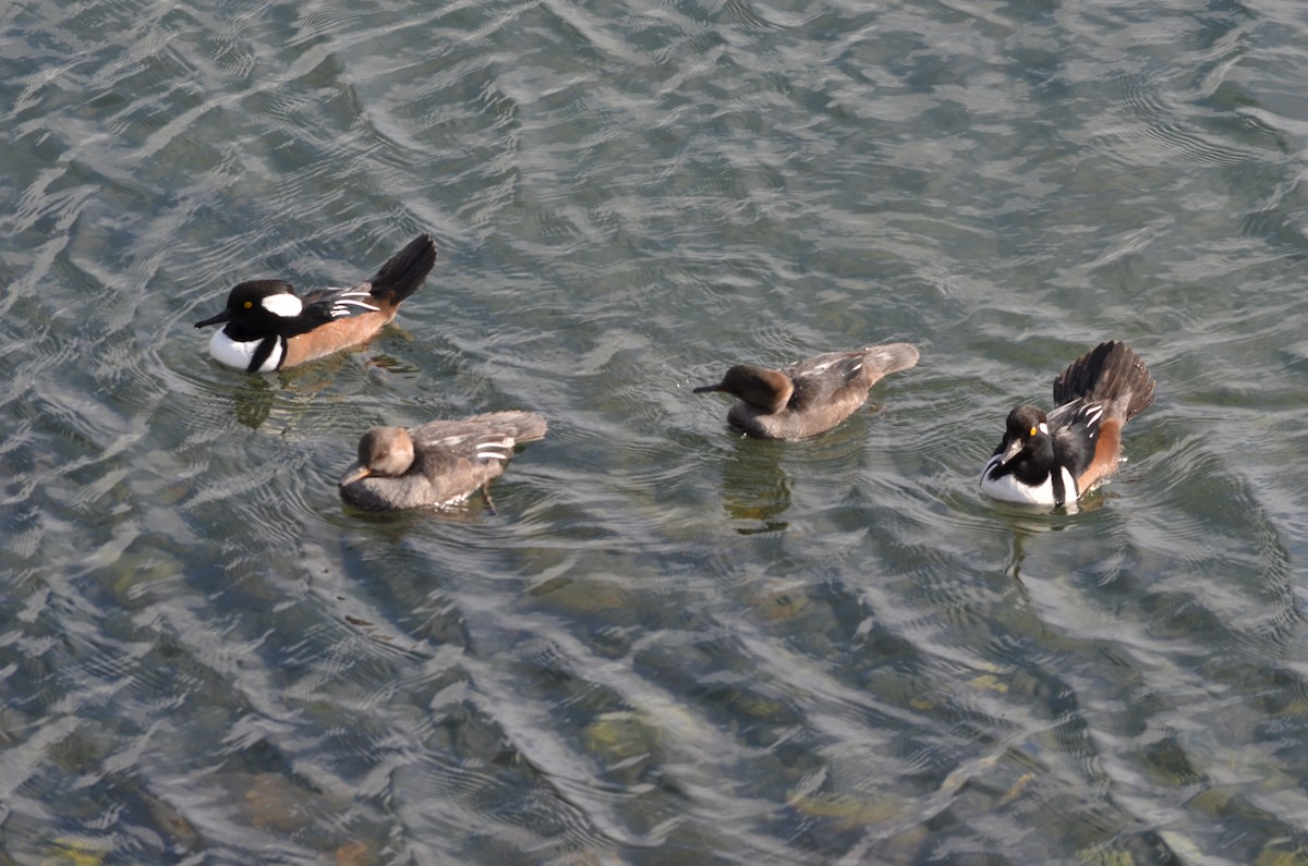 Hooded Merganser - ML643772946