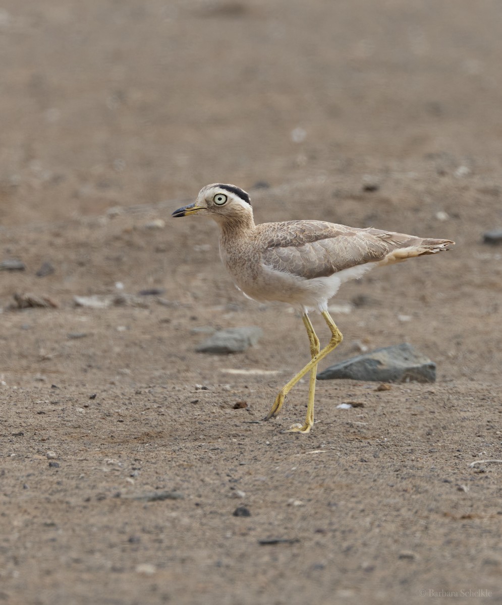 Peruvian Thick-knee - ML643772947