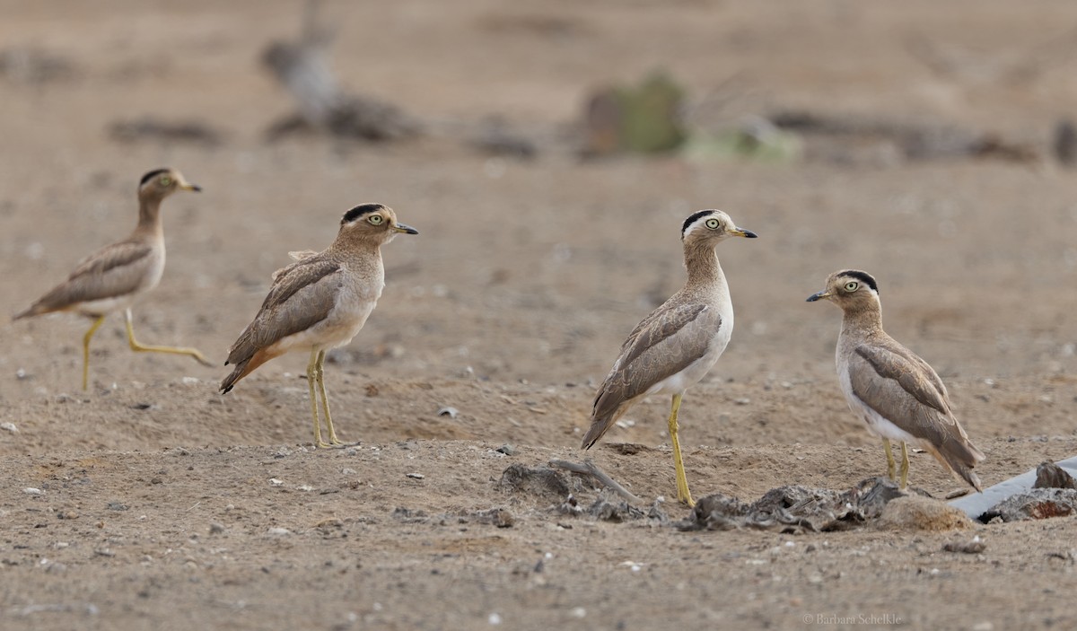 Peruvian Thick-knee - ML643772948