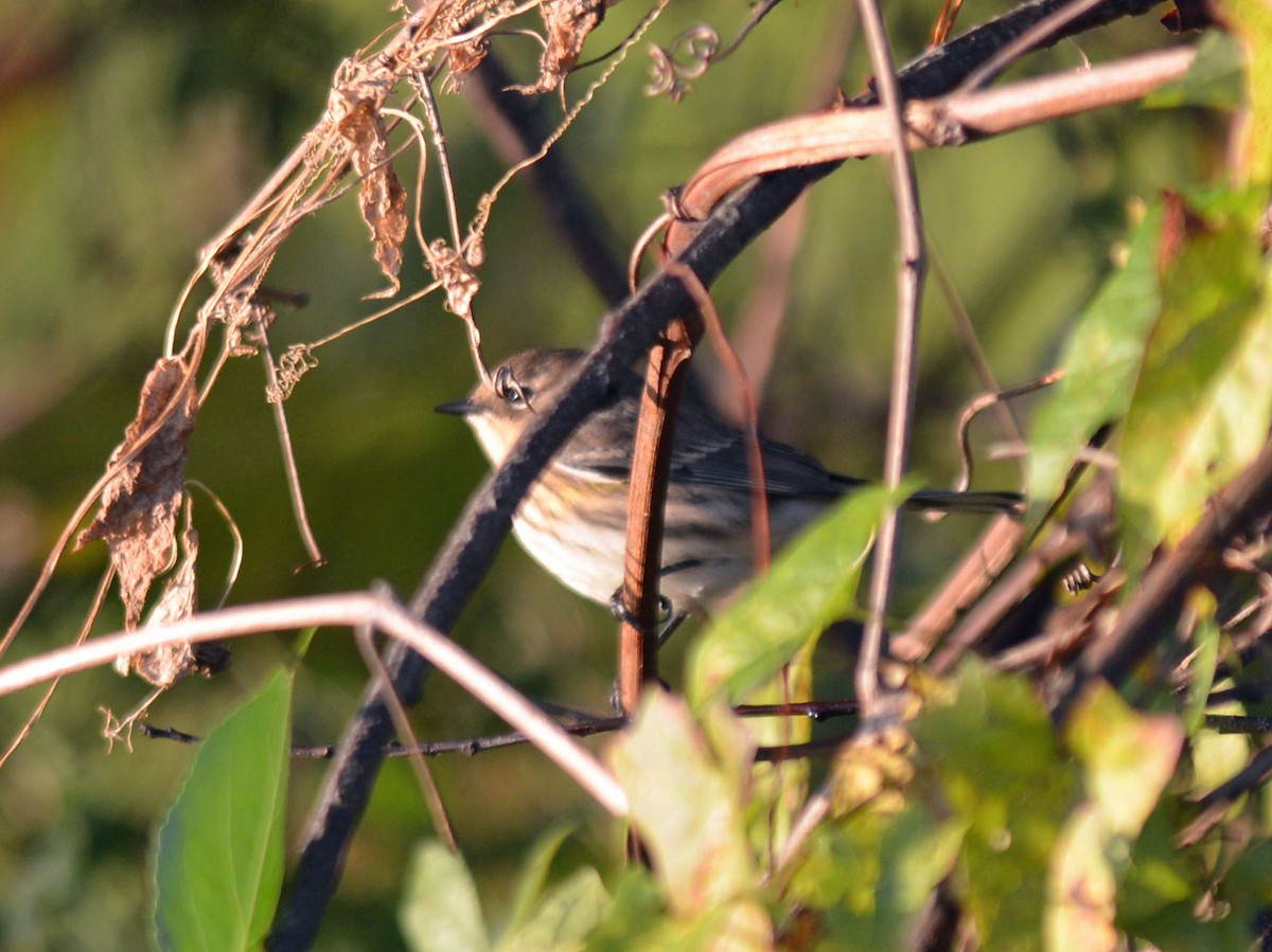 lesňáček žlutoskvrnný (ssp. coronata) - ML643772949