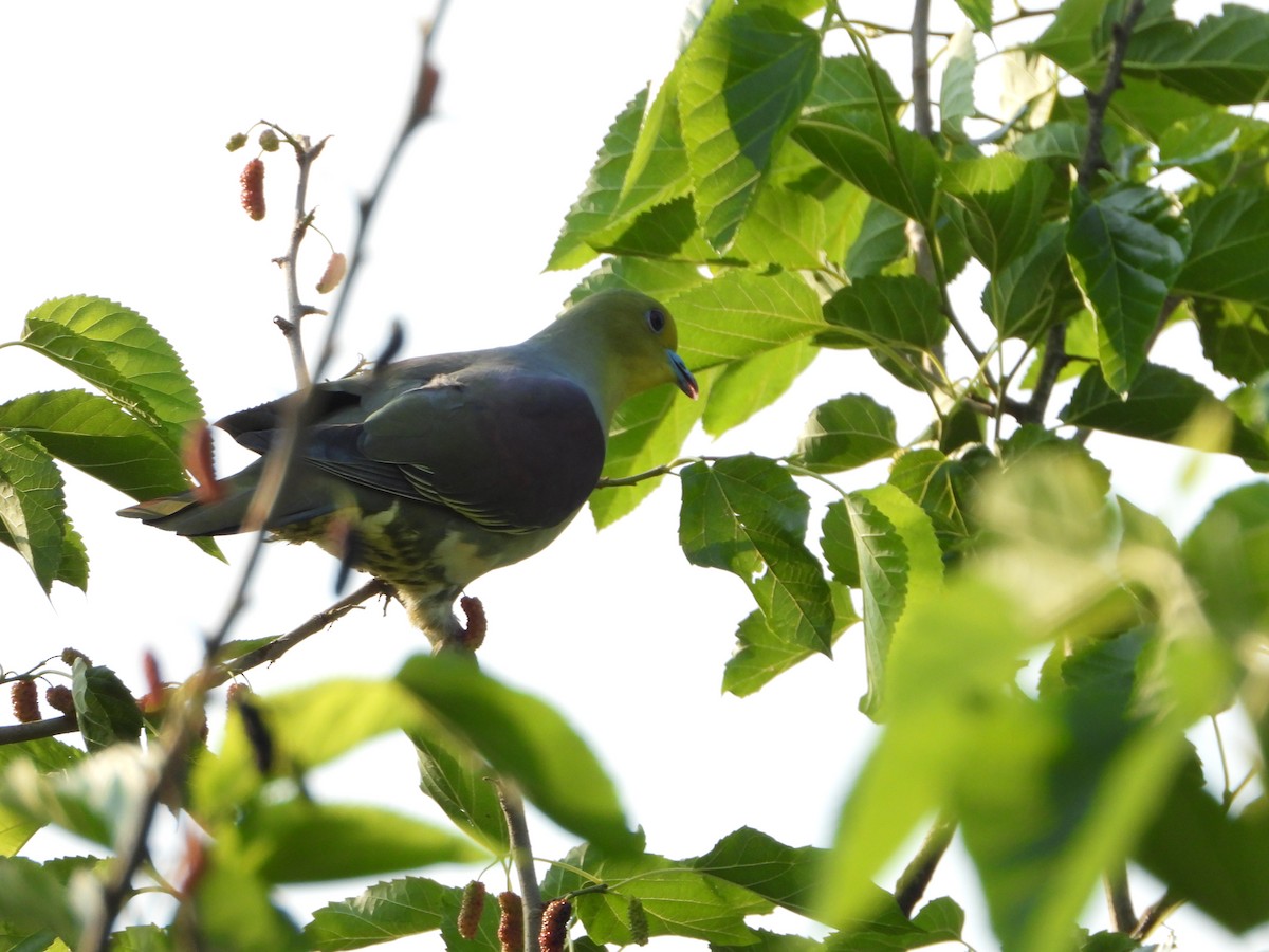 White-bellied Green-Pigeon - ML643772954