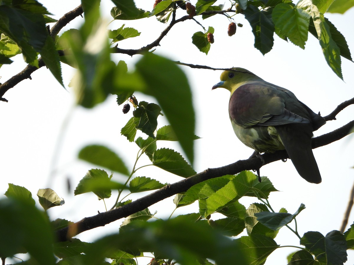 White-bellied Green-Pigeon - ML643772955
