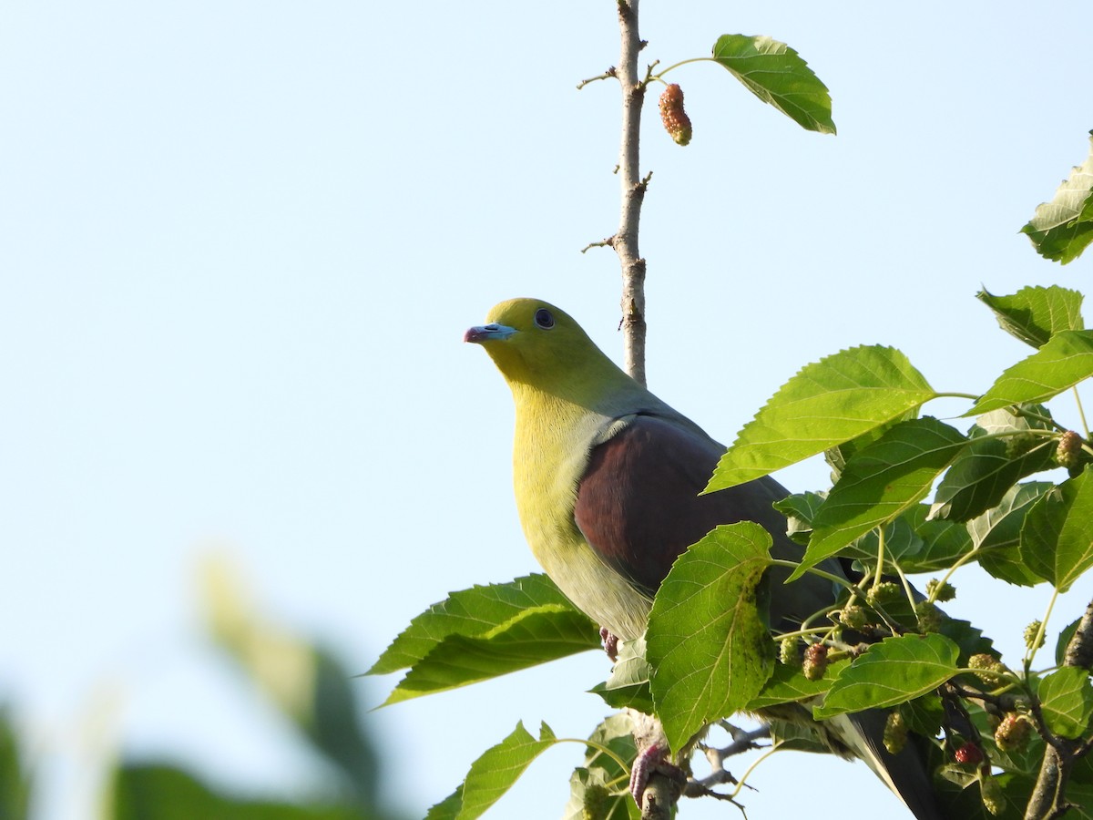 White-bellied Green-Pigeon - ML643772956