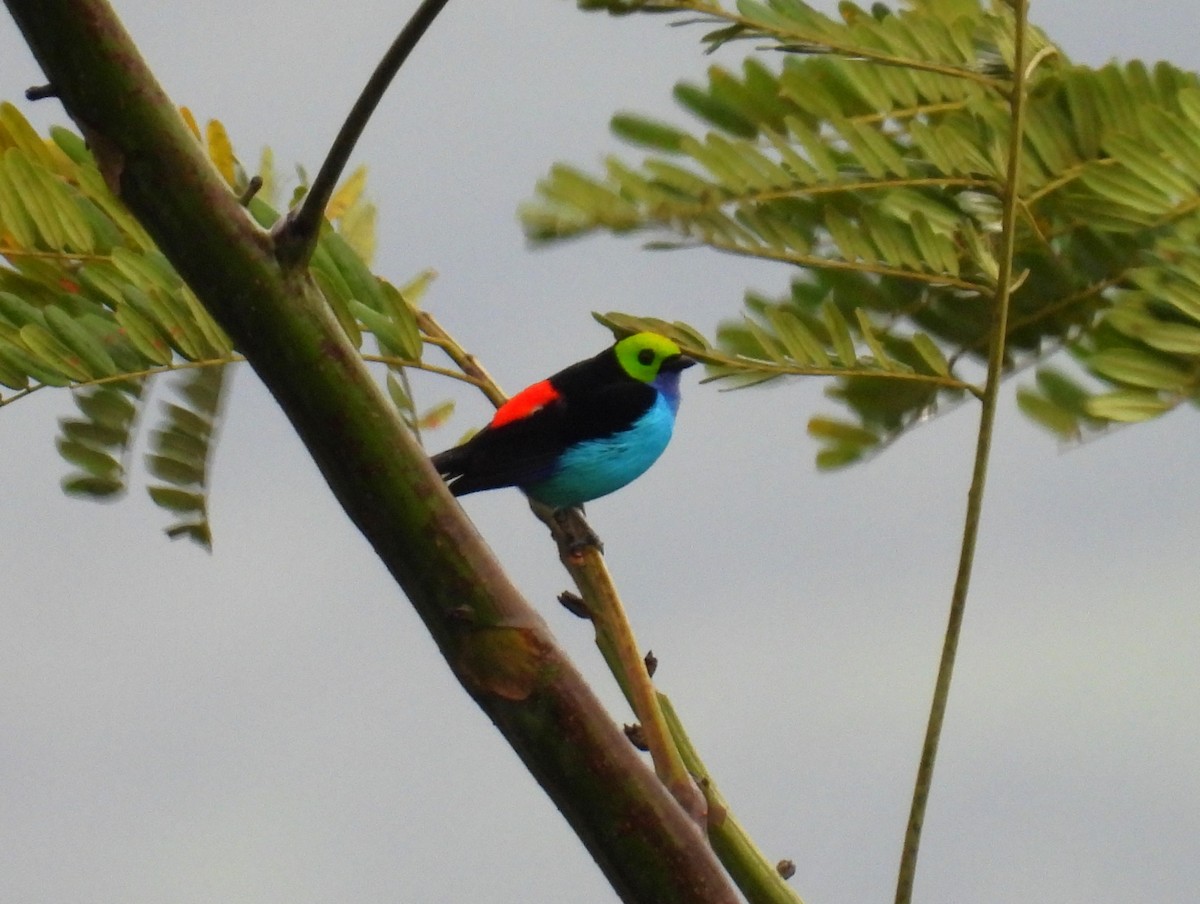 Paradise Tanager - ML643772968