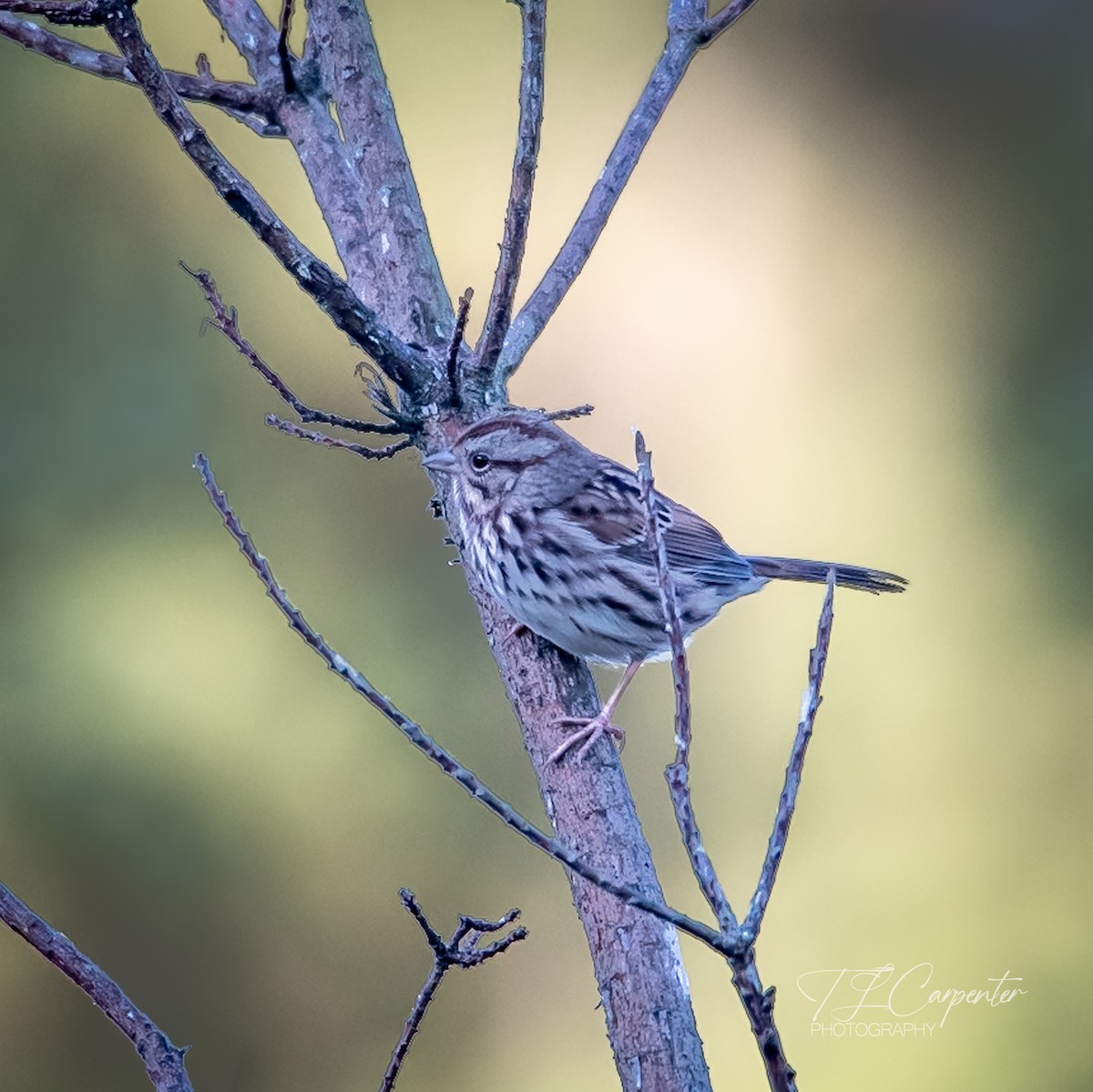 Song Sparrow - ML643772986