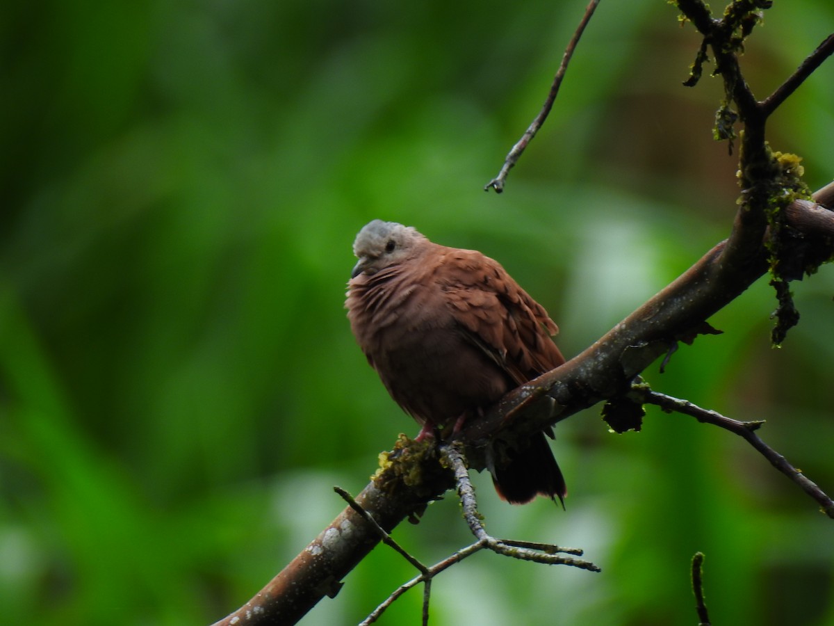 ケアシスズメバト - ML643772990