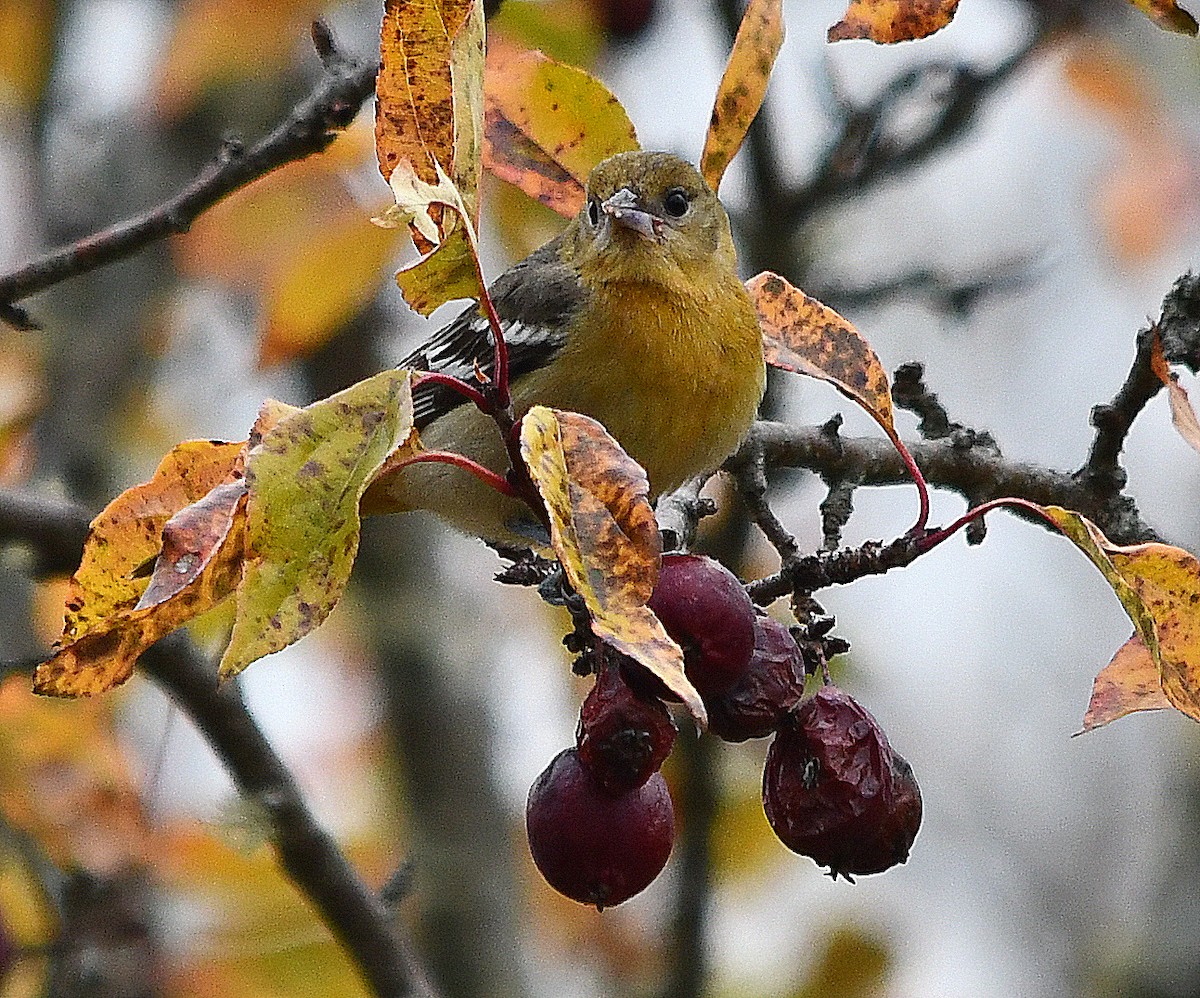 Baltimore Oriole - ML643772991