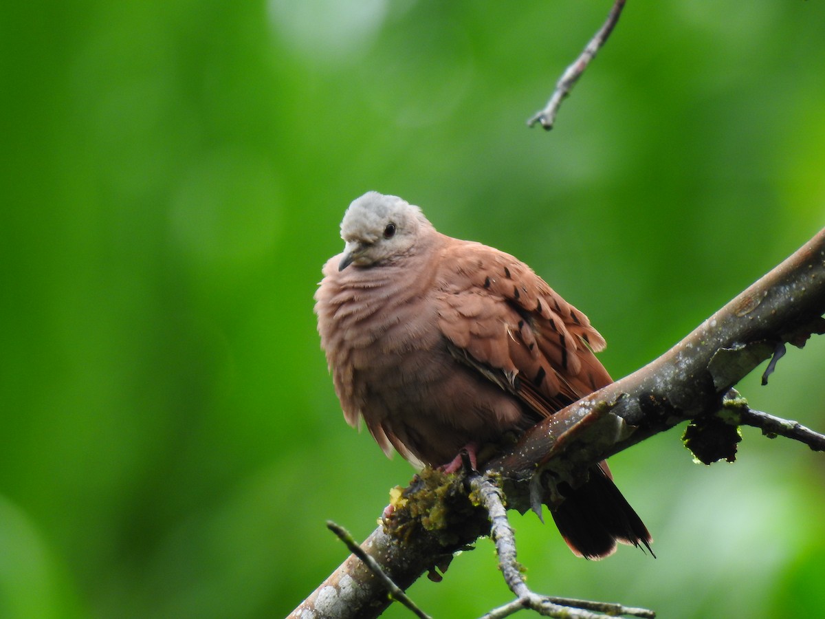 ケアシスズメバト - ML643772999