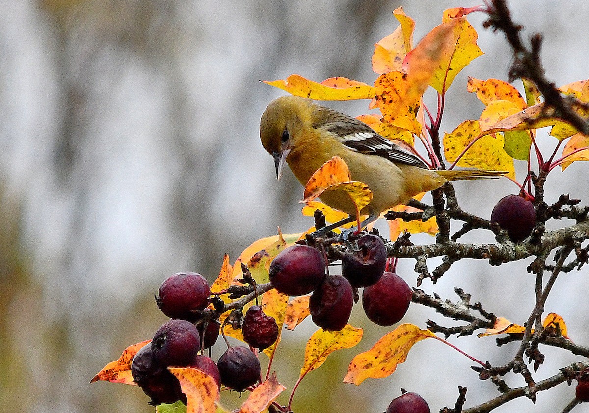 Baltimore Oriole - ML643773003