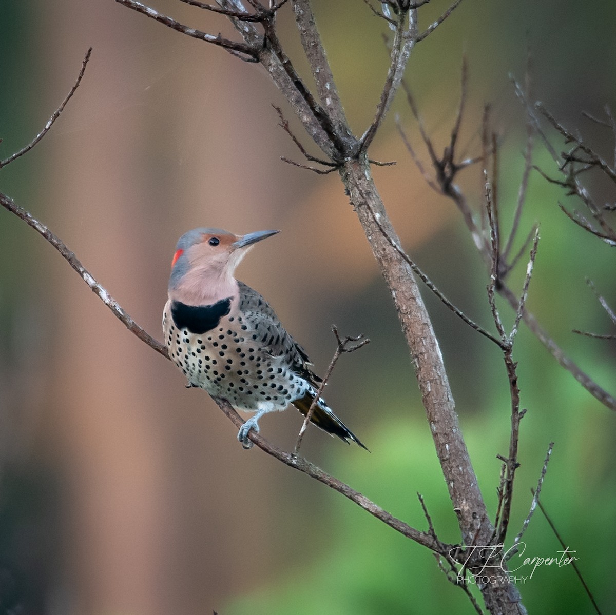 Northern Flicker - ML643773007