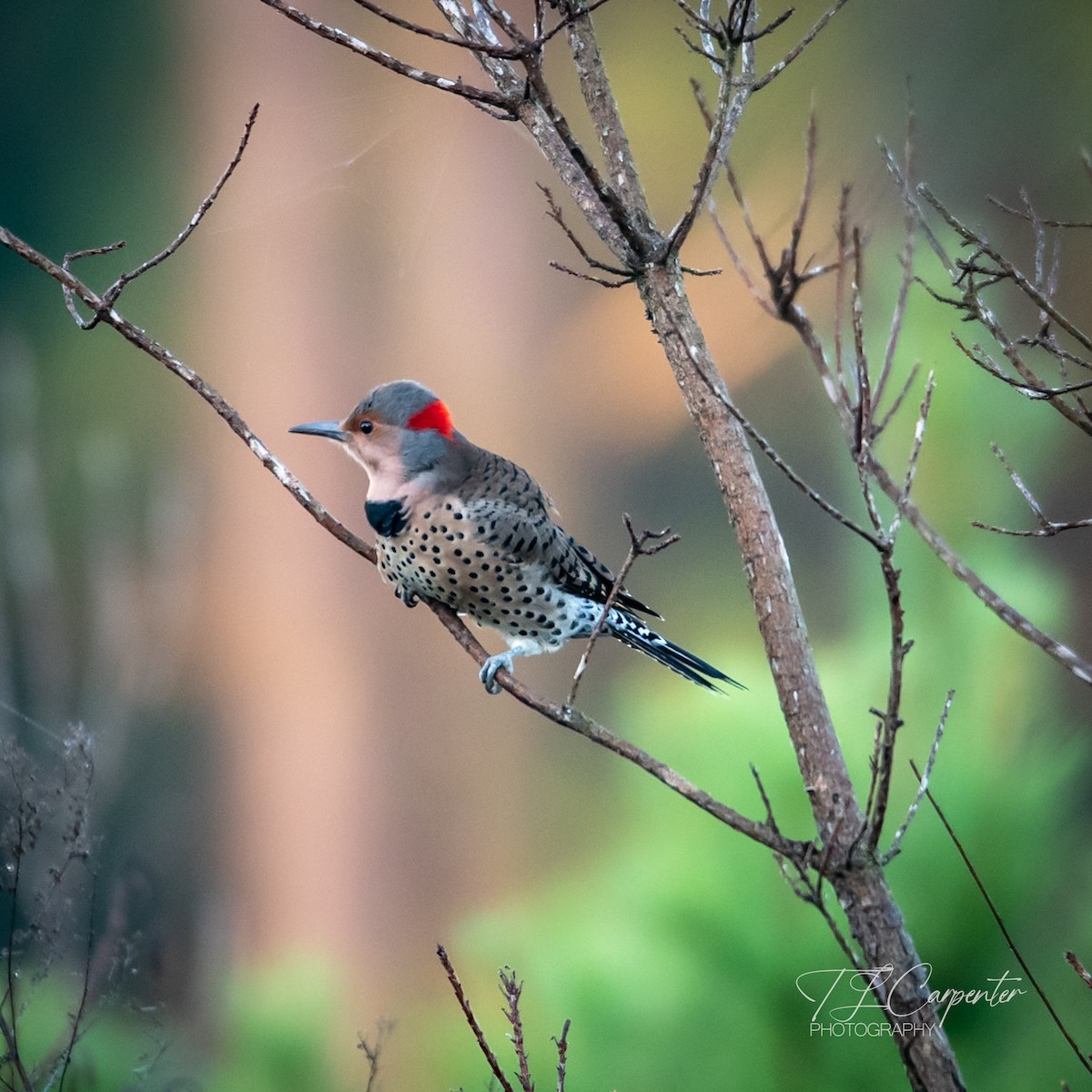 Northern Flicker - ML643773008
