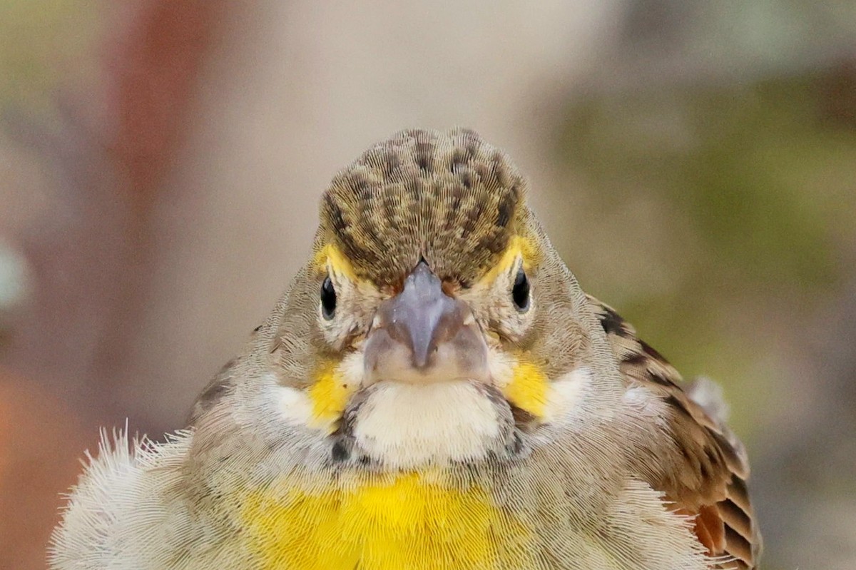 Dickcissel - ML643773023