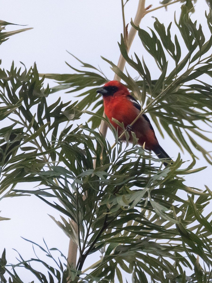 White-winged Tanager - ML643773025