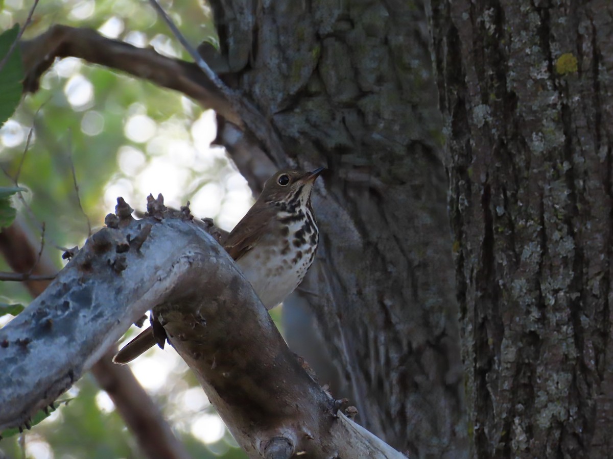 Hermit Thrush - ML643773029