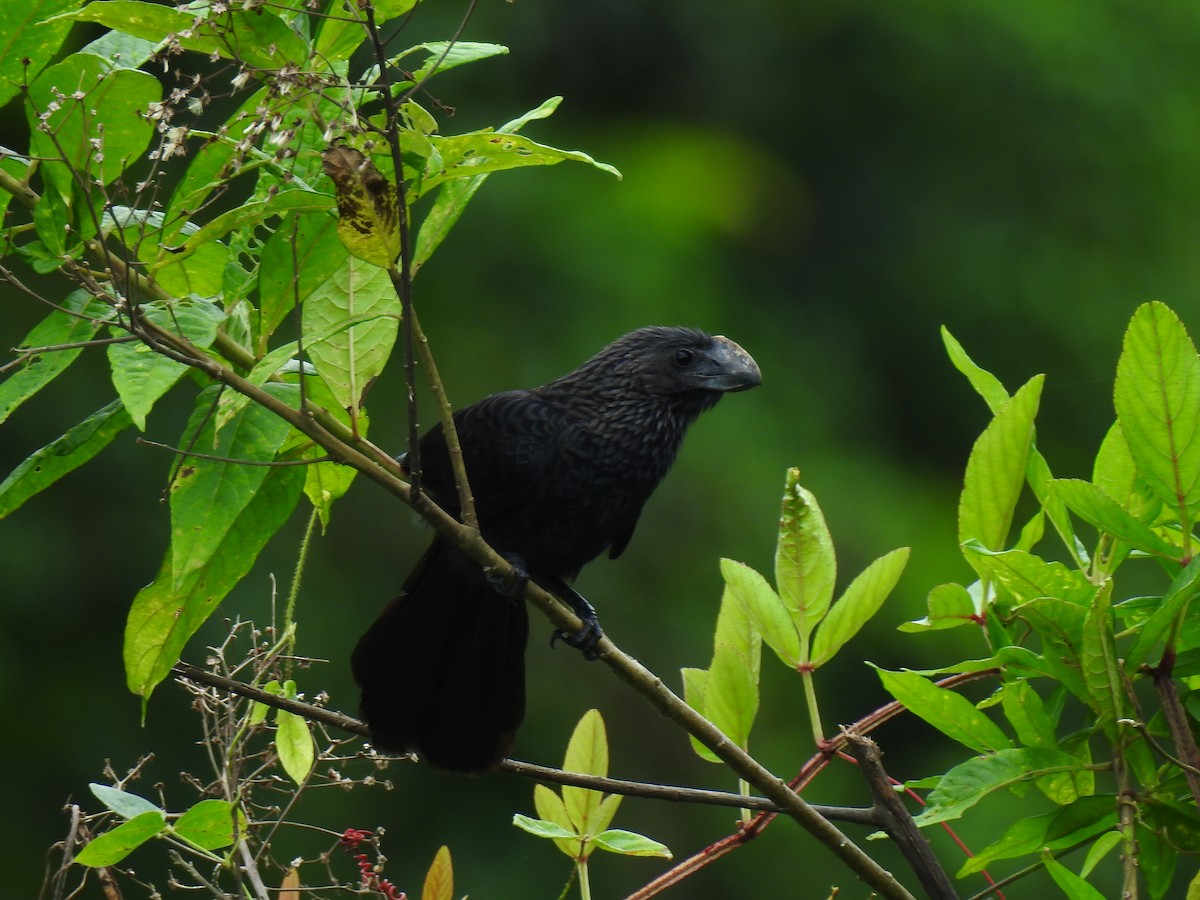 オオハシカッコウ - ML643773030