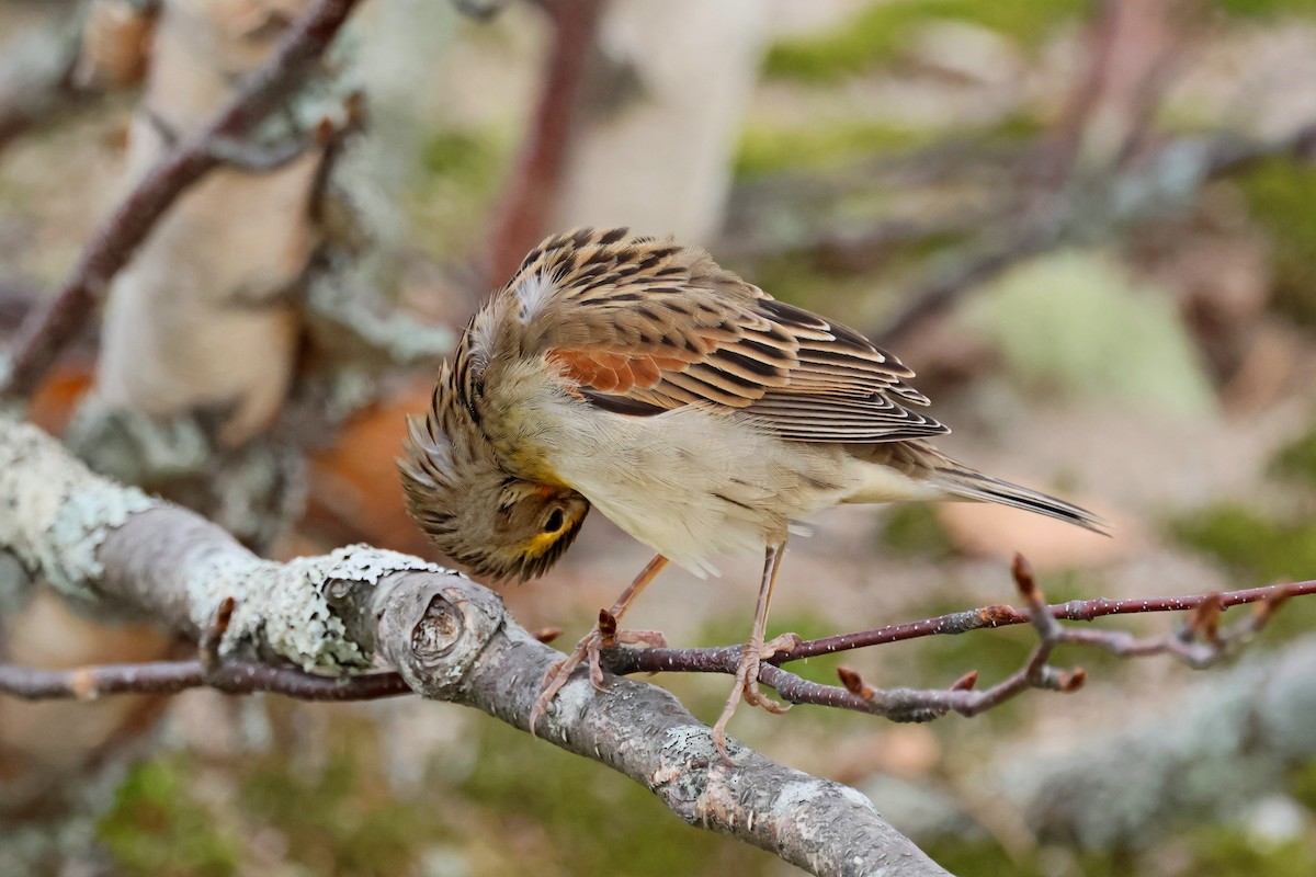 Dickcissel - ML643773034