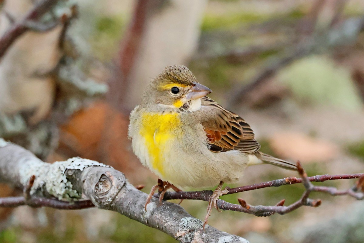Dickcissel - ML643773035