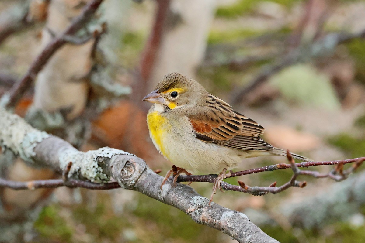 Dickcissel - ML643773036