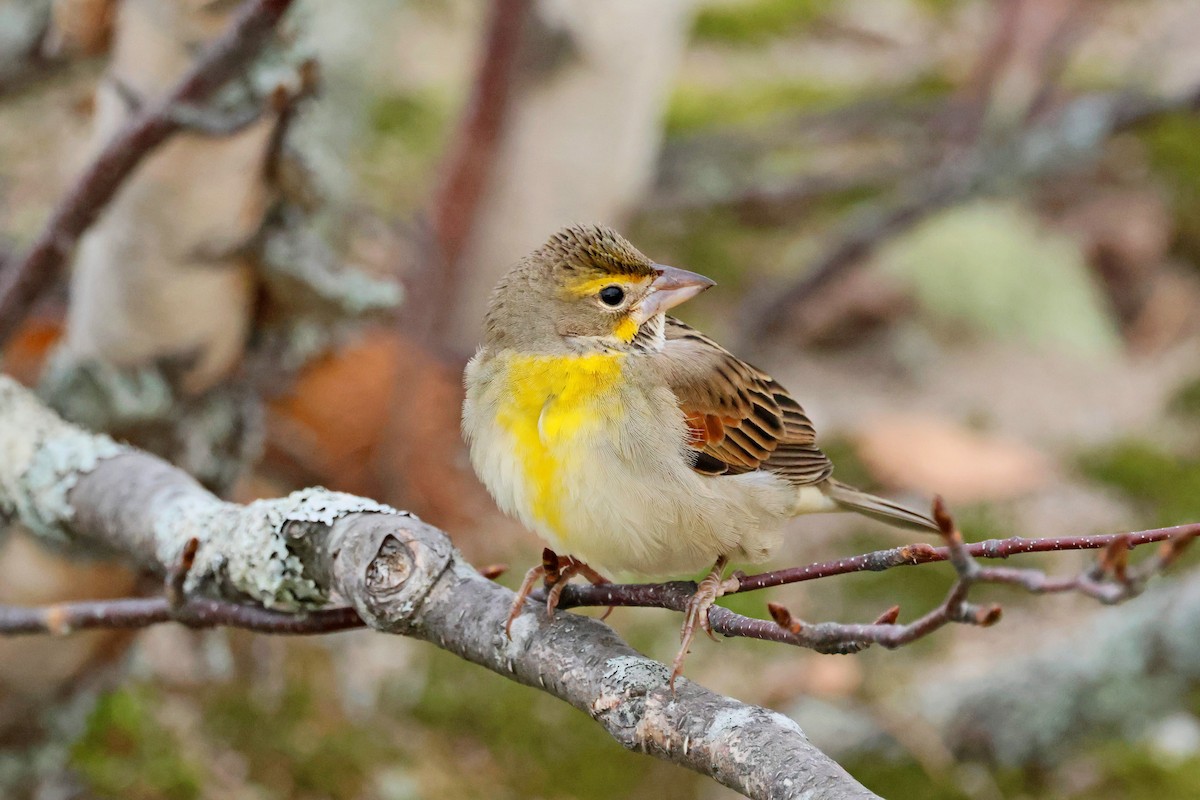 Dickcissel - ML643773037