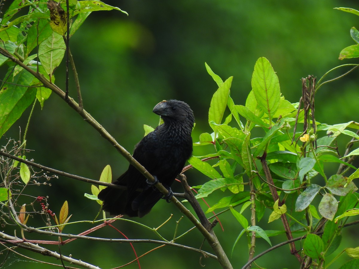 オオハシカッコウ - ML643773050