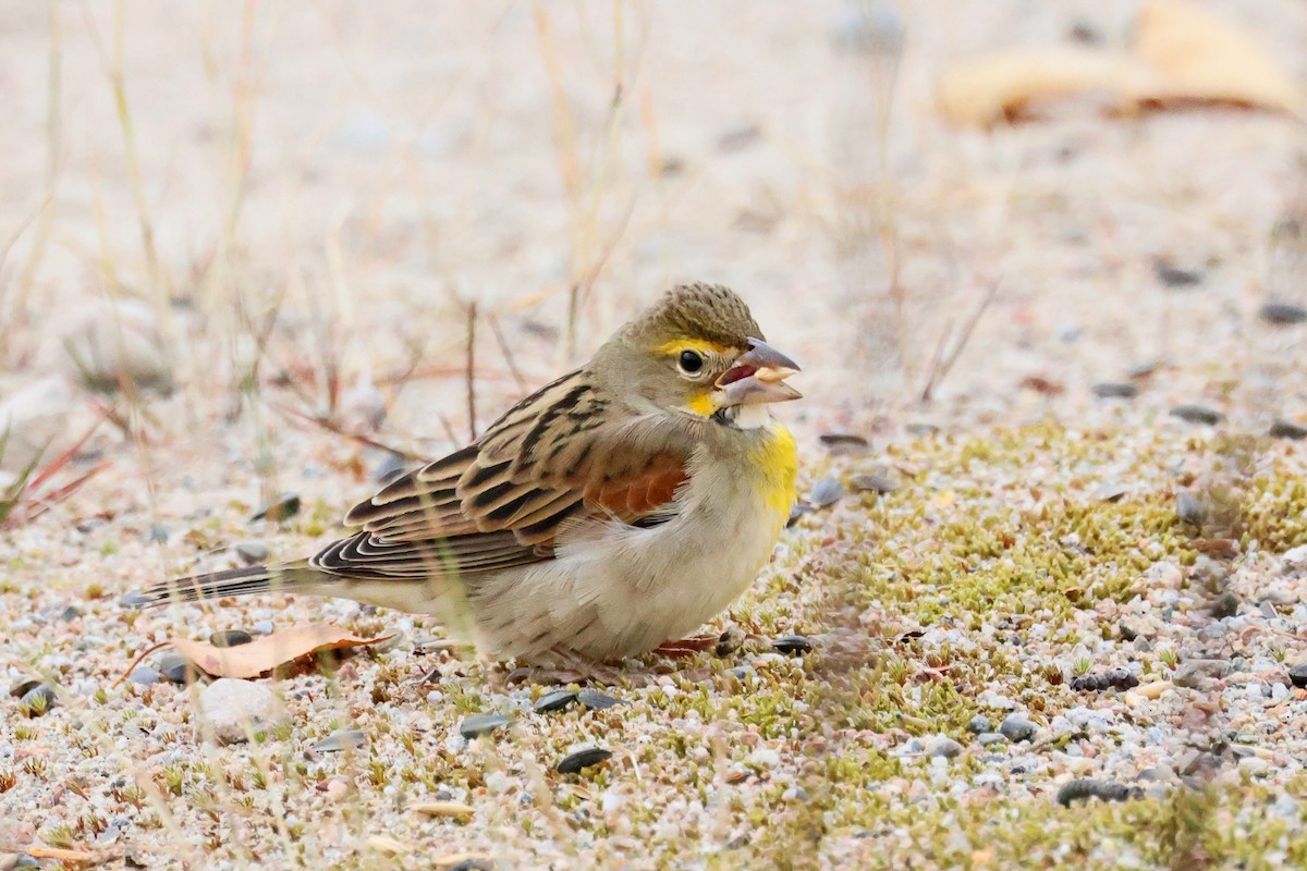 Dickcissel - ML643773055