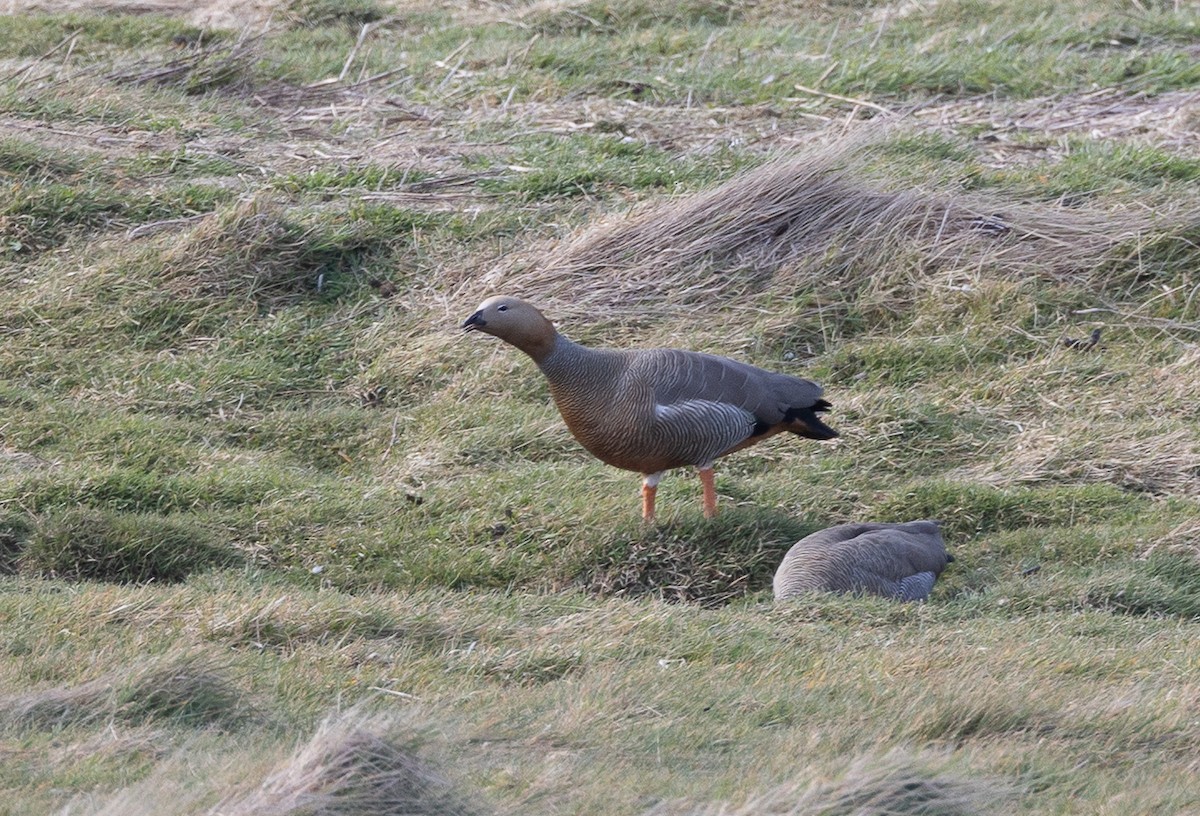 Ruddy-headed Goose - ML643773059