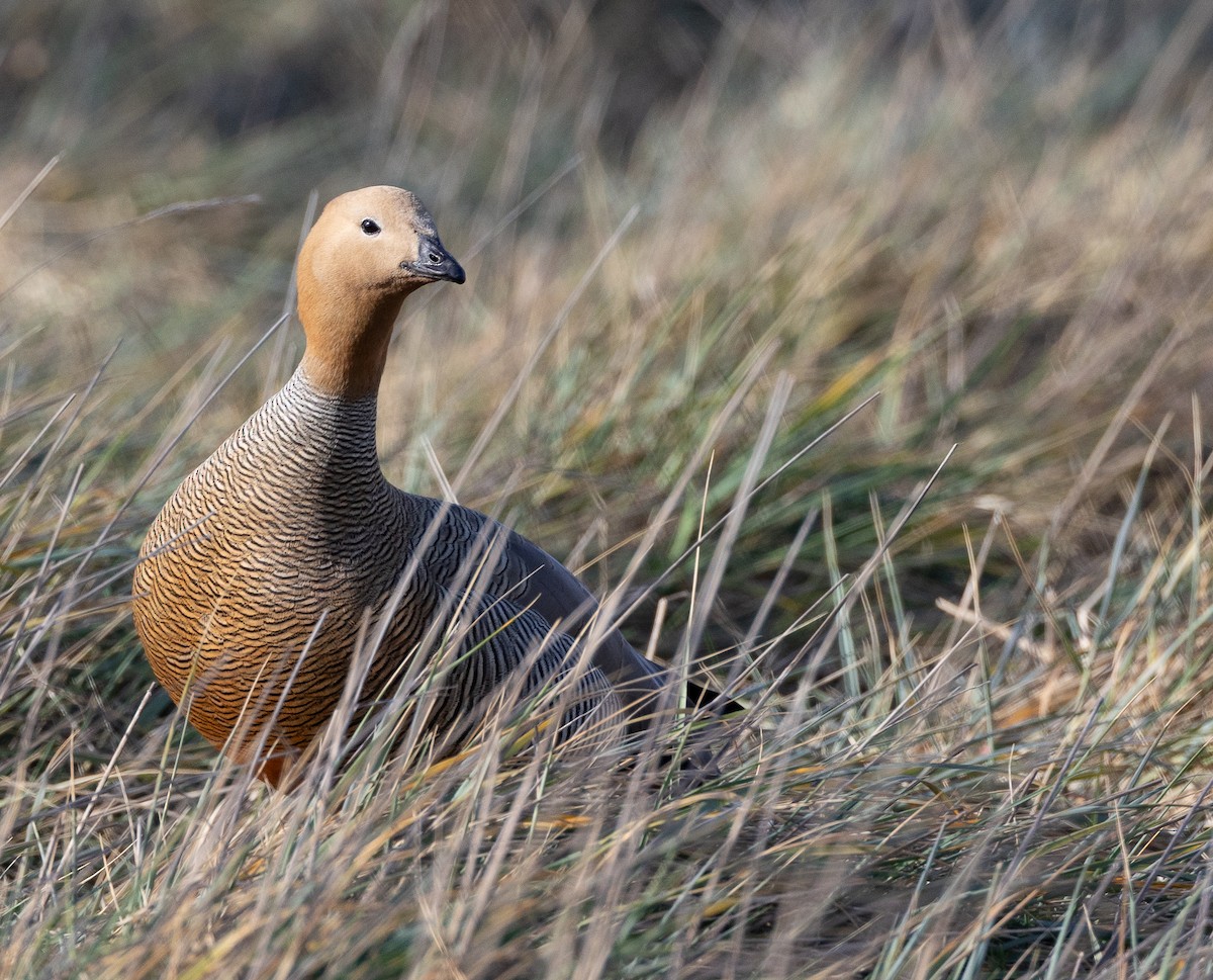 Ruddy-headed Goose - ML643773060
