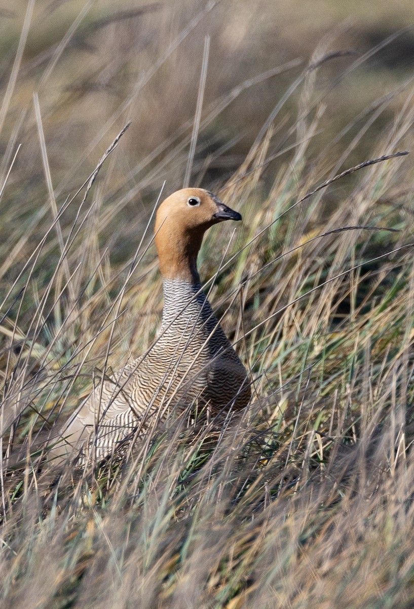 Ruddy-headed Goose - ML643773061
