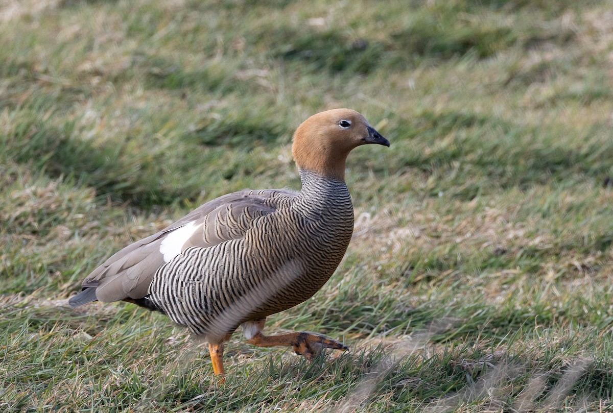 Ruddy-headed Goose - ML643773062