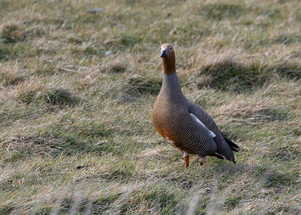 Ruddy-headed Goose - ML643773063