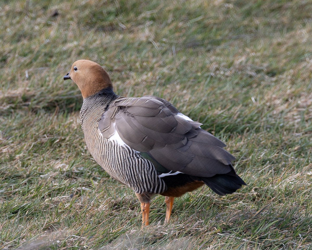 Ruddy-headed Goose - ML643773064