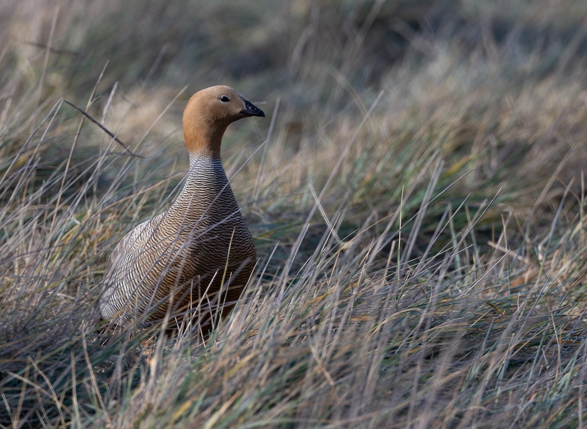 Ruddy-headed Goose - ML643773065