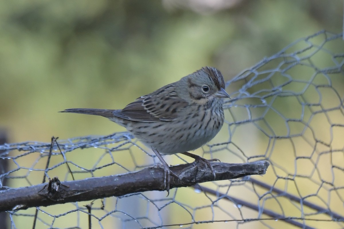 Lincoln's Sparrow - ML643773074