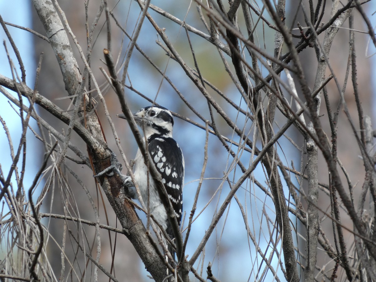 Hairy Woodpecker - ML643773075