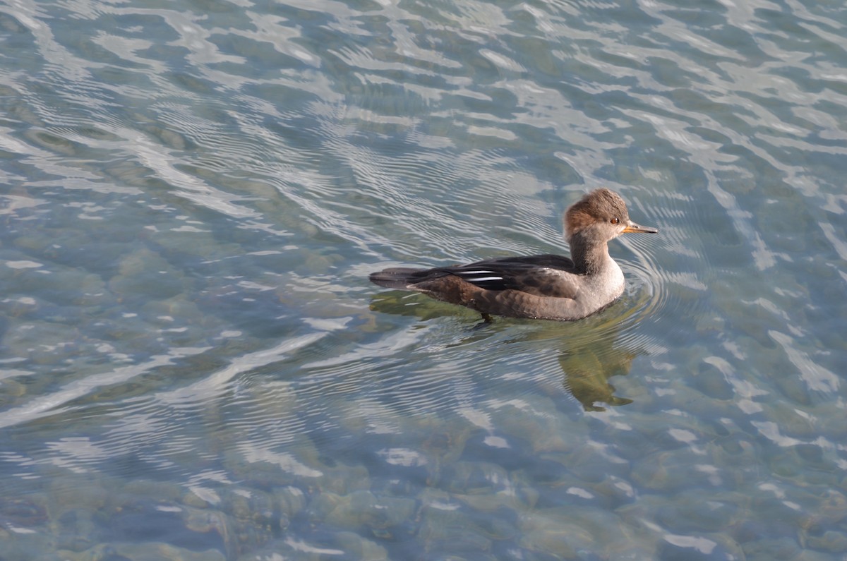 Hooded Merganser - ML643773097