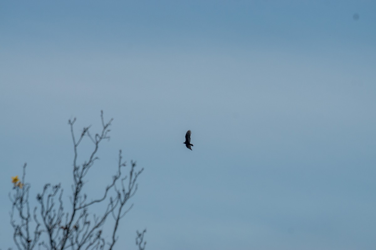 Turkey Vulture - ML643773104