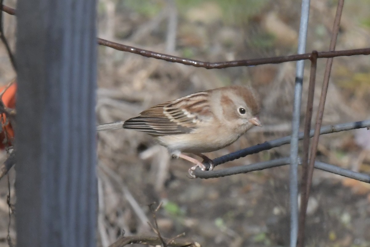Field Sparrow - ML643773123