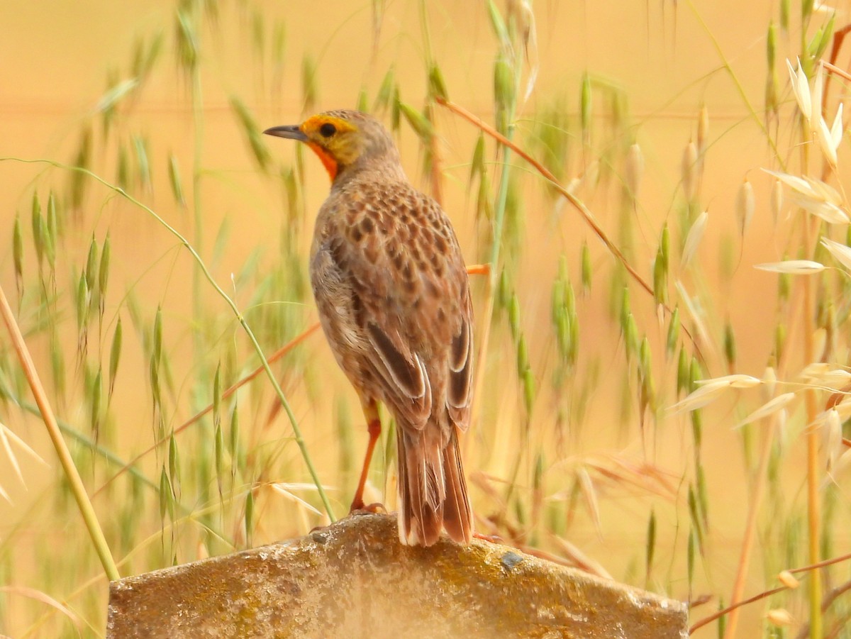 Капский шпорник - ML643773147